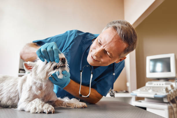 Best Emergency Dental Care for Abscessed Tooth in West Haverstraw, NY